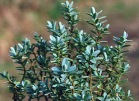 Hebe pinguifolia